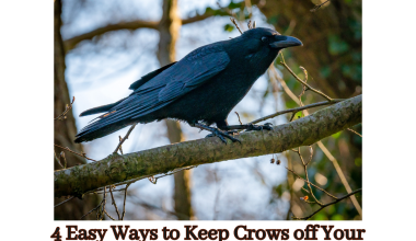 4 Easy Ways to Keep Crows off Your Roof?