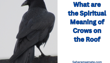 What are the Spiritual Meaning of Crows on the Roof