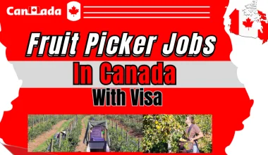 Apple picker Worker needed with Visa sponsorship in Canada